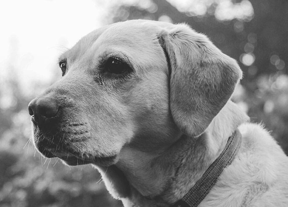 Did you know that you can establish a trust for your pet?