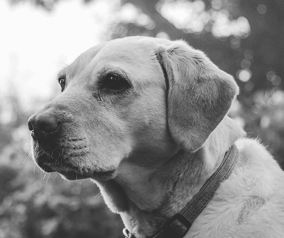 Trusts for Pets